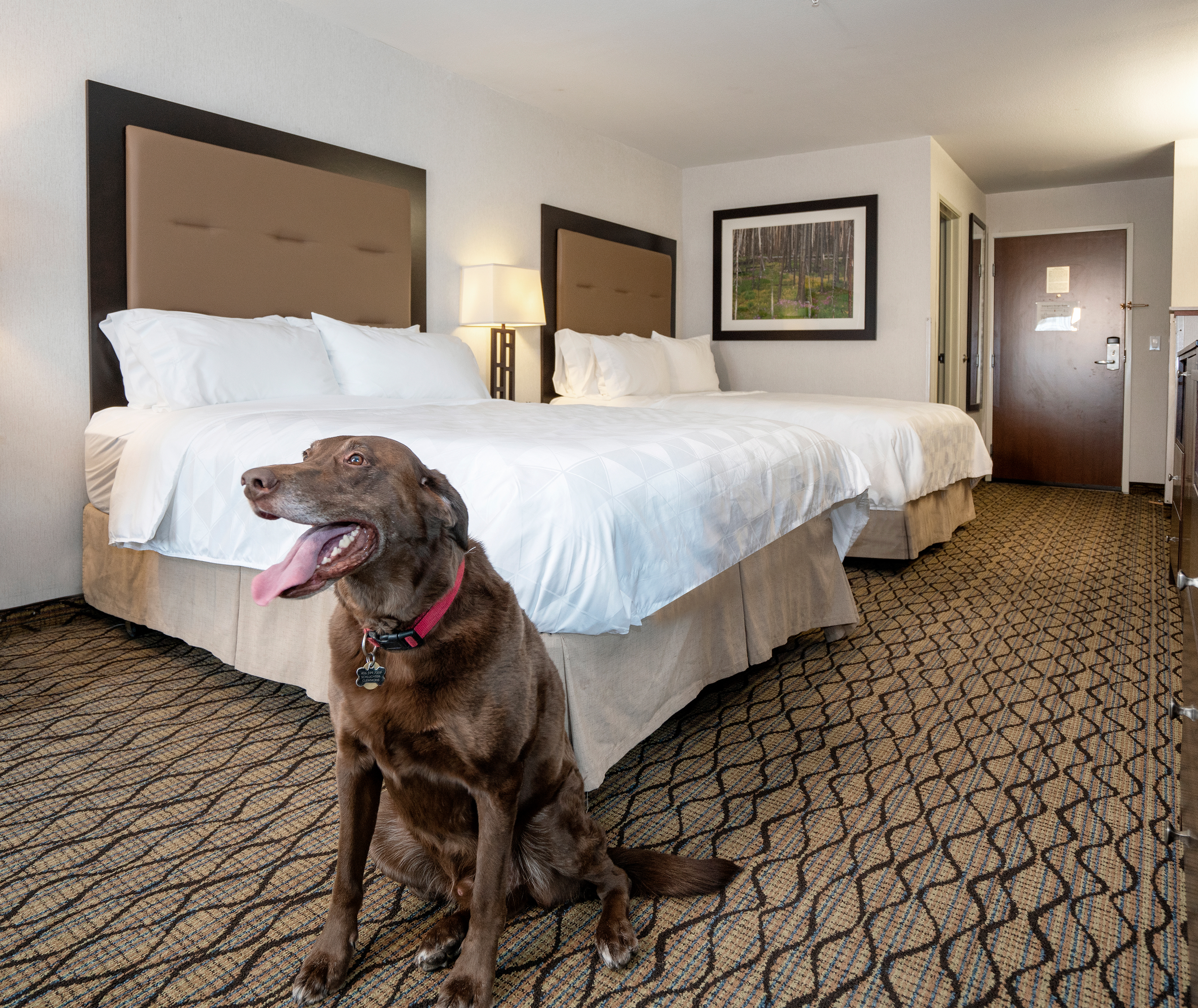 A dog sitting in a pet-friendly room at the Holiday Inn West Yellowstone